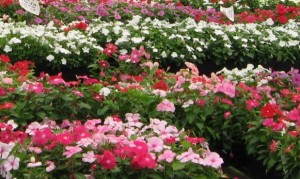 Annuals