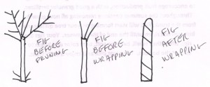 Fig Picture