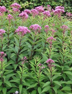 Joe Pye Weed