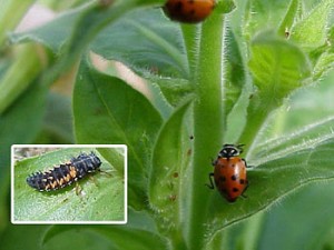 Ladybug larvae