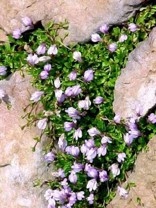 Mazus Stepping Stones