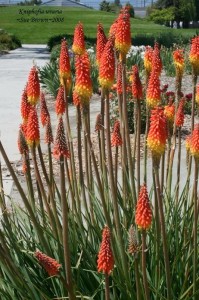 Red Hot Pokers
