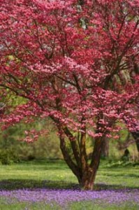 Red Dogwood Tree