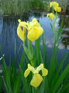Water Iris