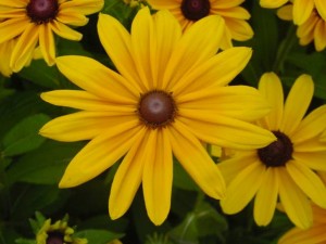 pretty flowers