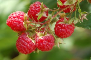 raspberries2